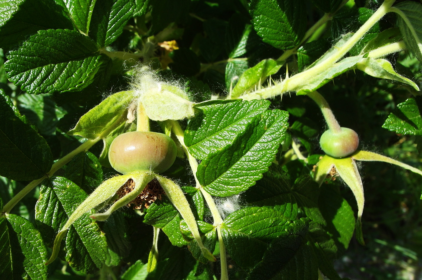 Image of Rosa rugosa specimen.