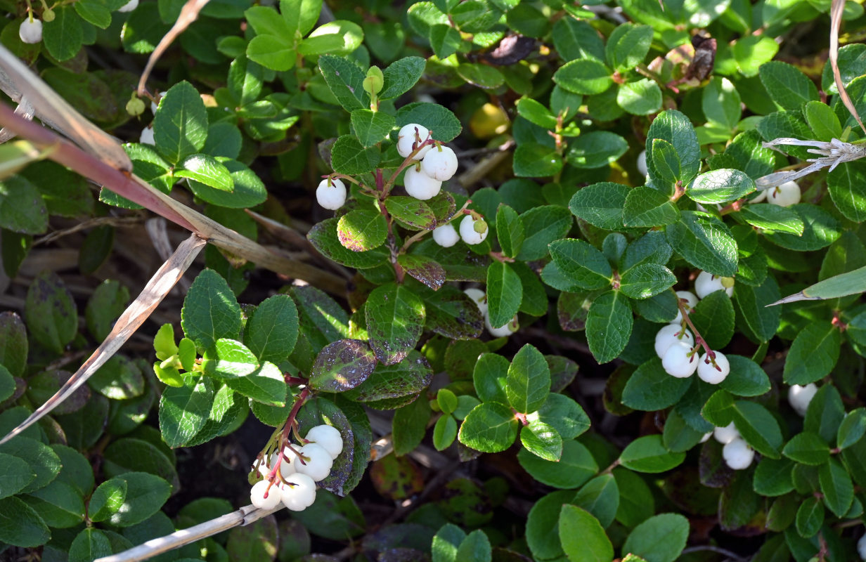 Изображение особи Gaultheria miqueliana.