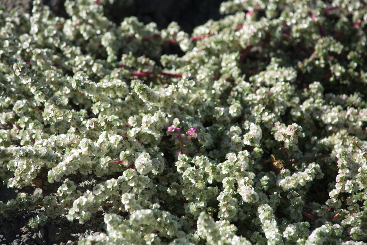 Изображение особи Salsola dendroides.