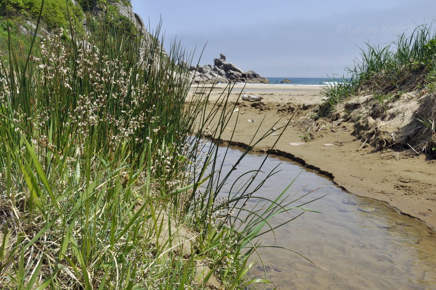 Image of Juncus haenkei specimen.