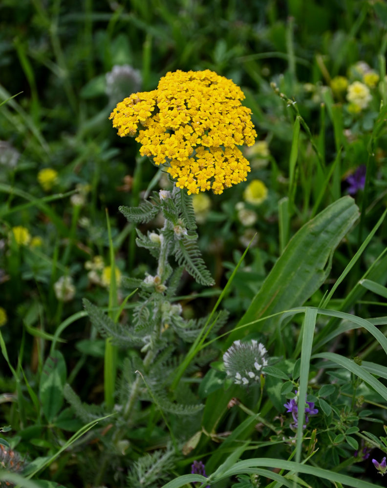 Image of Achillea arabica specimen.