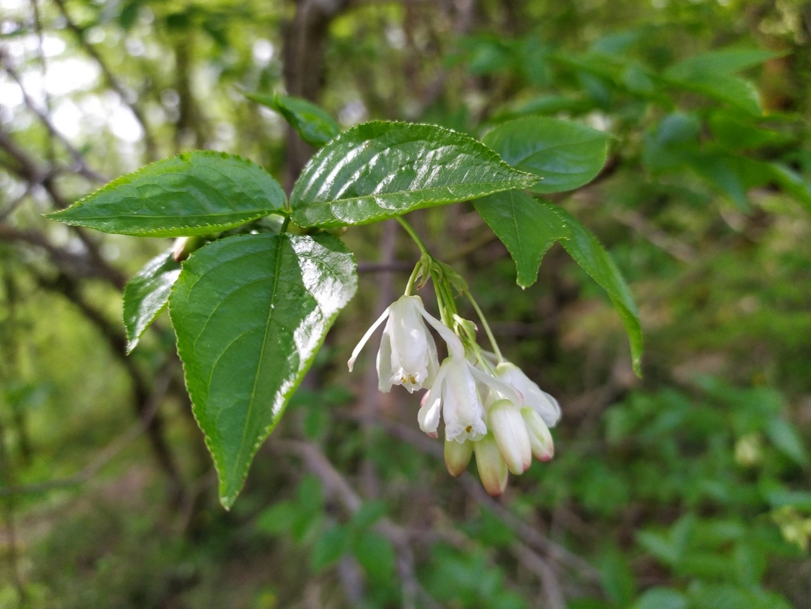 Изображение особи Staphylea colchica.