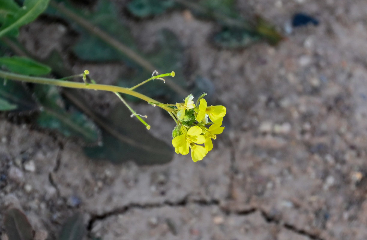 Image of Diplotaxis virgata specimen.