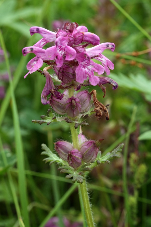 Image of Pedicularis verticillata specimen.