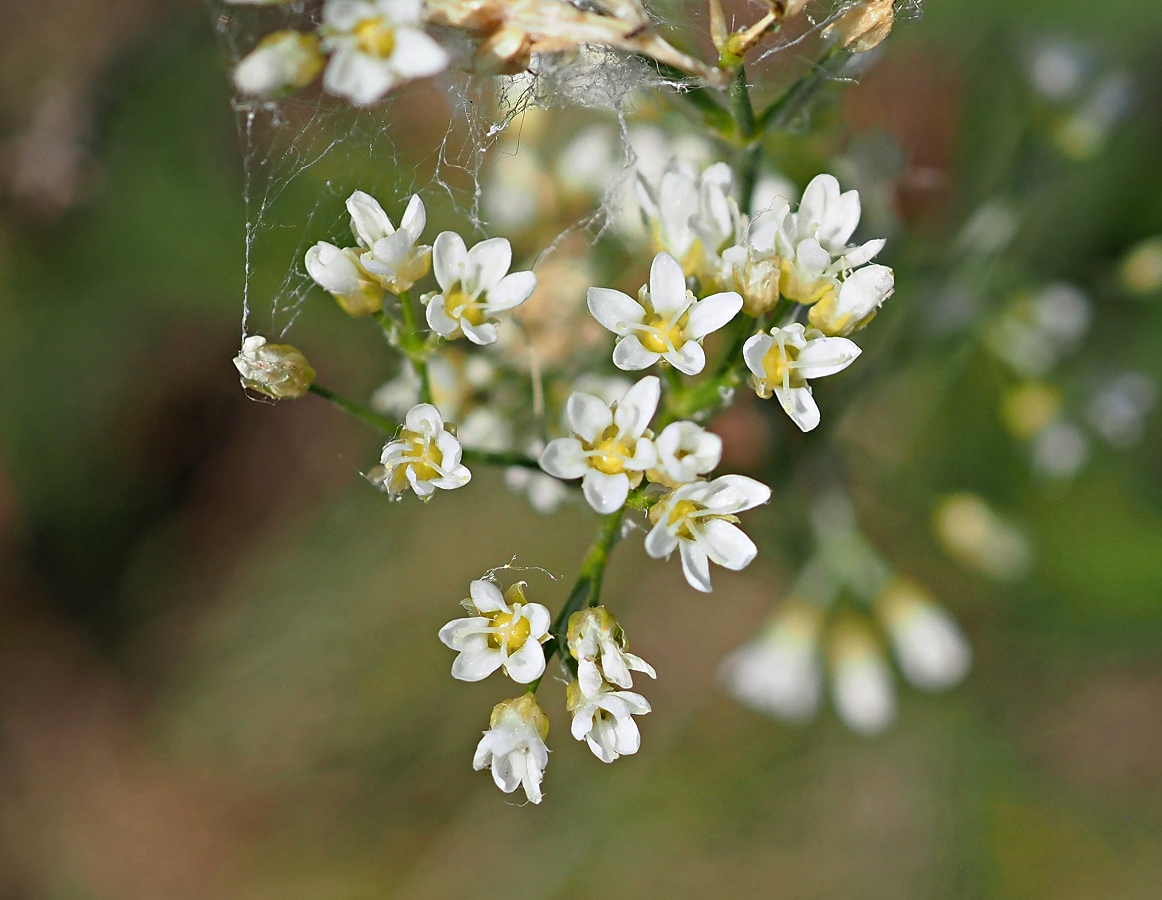 Image of Eremogone longifolia specimen.