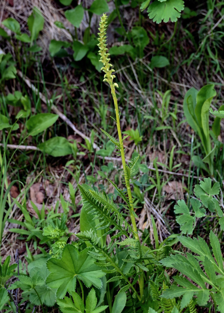 Image of Pedicularis incarnata specimen.