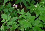 Geranium gracile