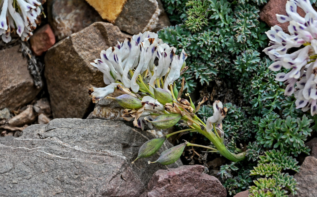 Image of Cysticorydalis fedtschenkoana specimen.