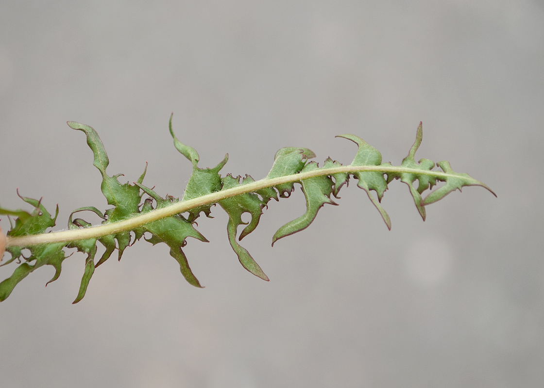 Image of genus Taraxacum specimen.