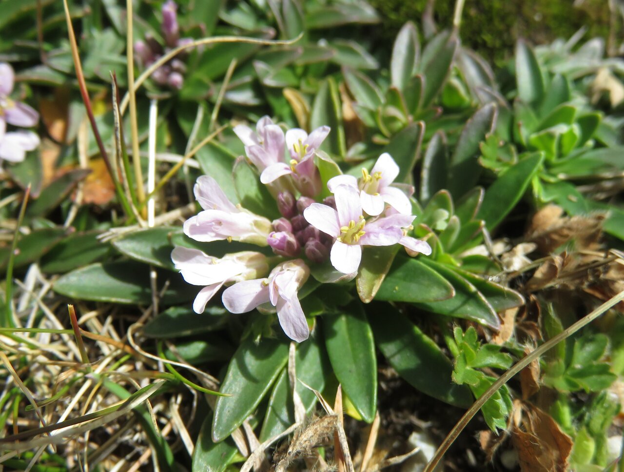 Изображение особи Noccaea bellidifolia.