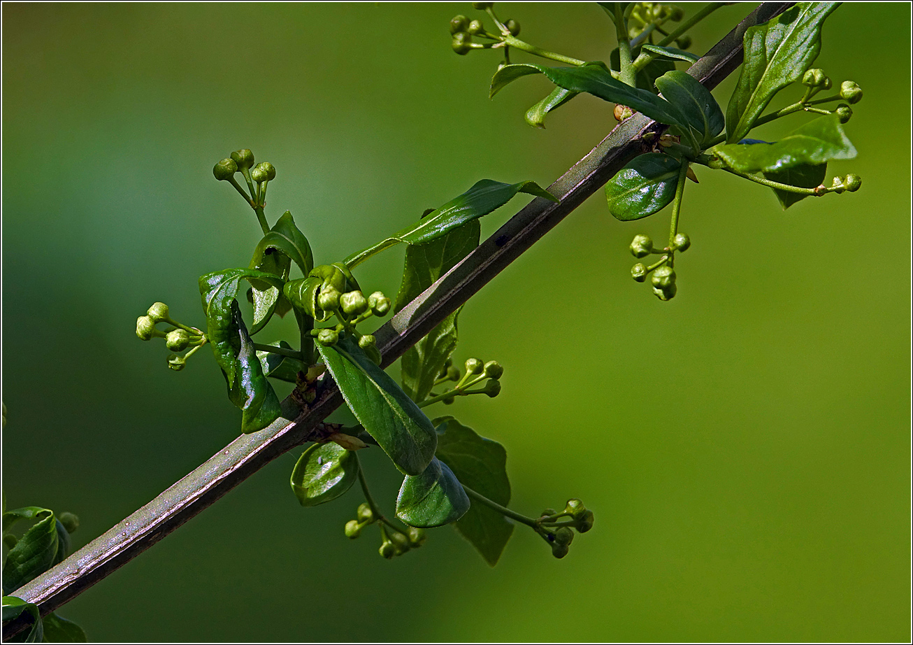 Image of Euonymus europaeus specimen.