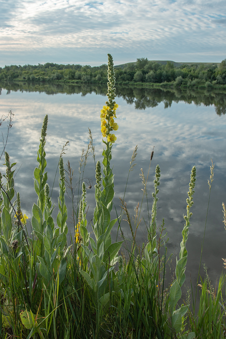 Изображение особи Verbascum densiflorum.