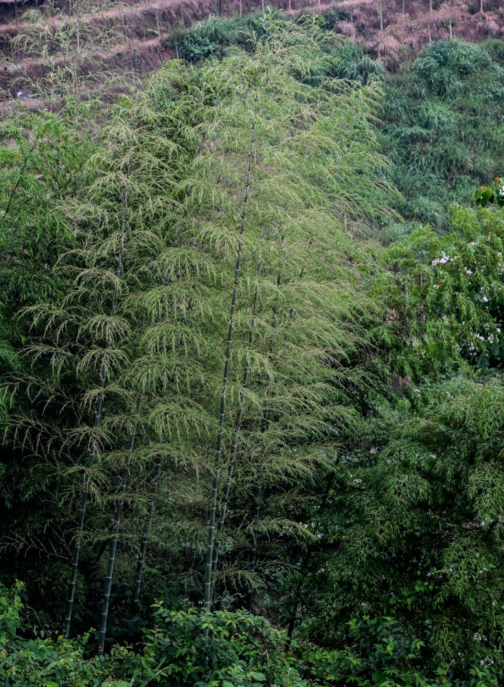 Изображение особи Phyllostachys pubescens.