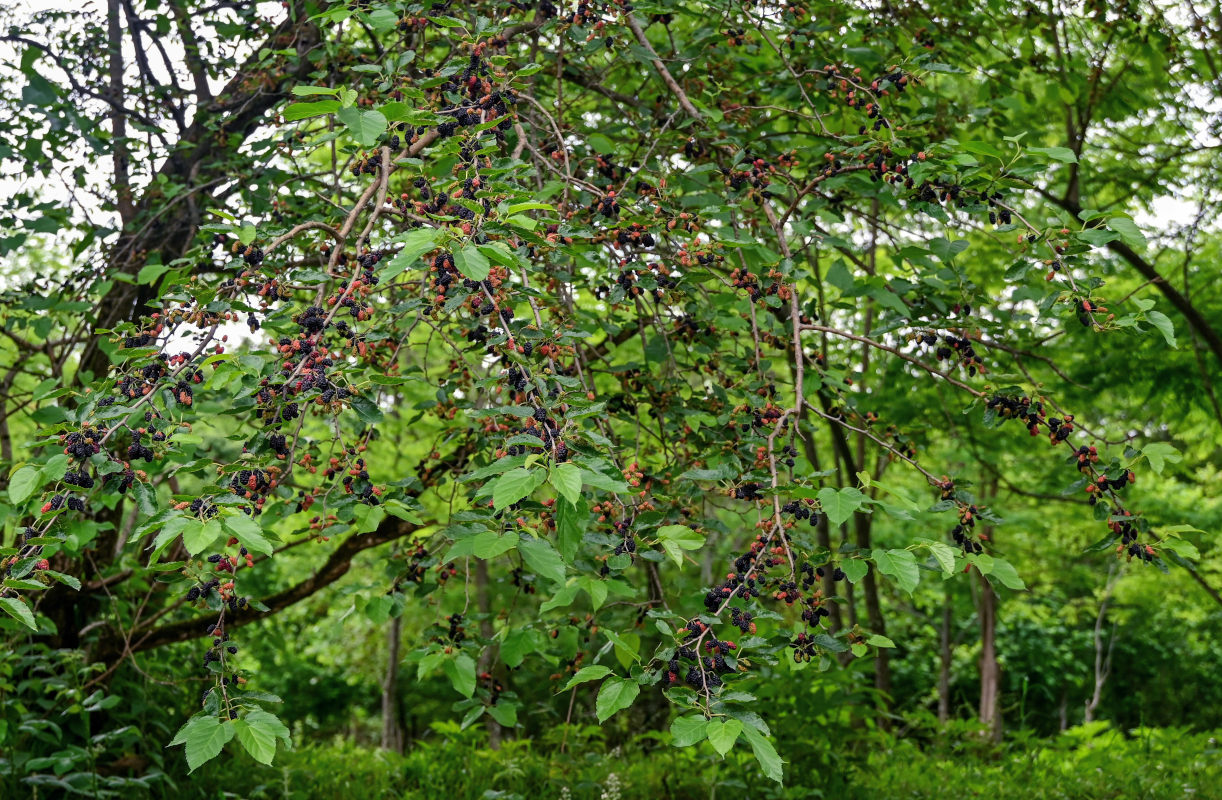 Изображение особи Morus alba.