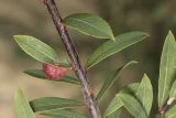 Salix purpurea. Часть побега с галлом (паразит Euura viminalis). Крым, Бахчисарайский р-н, окр. с. Соколиное, каменистый берег р. Коккозка. 11.07.2024.