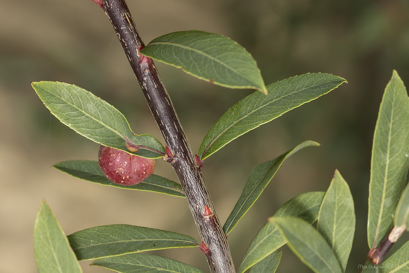 Image of Salix purpurea specimen.