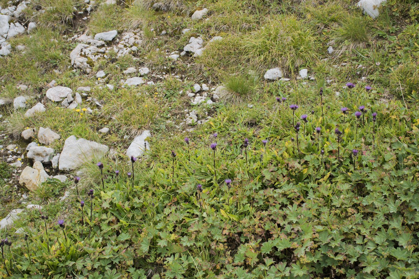 Image of Cirsium simplex specimen.