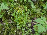 Saxifraga cymbalaria. Куртинка цветущих растений. Карачаево-Черкесия, Зеленчукский р-н, гора Джисса, ≈ 1400 м н.у.м., облесённая балка, среди валунов у ручья. 15.06.2024.