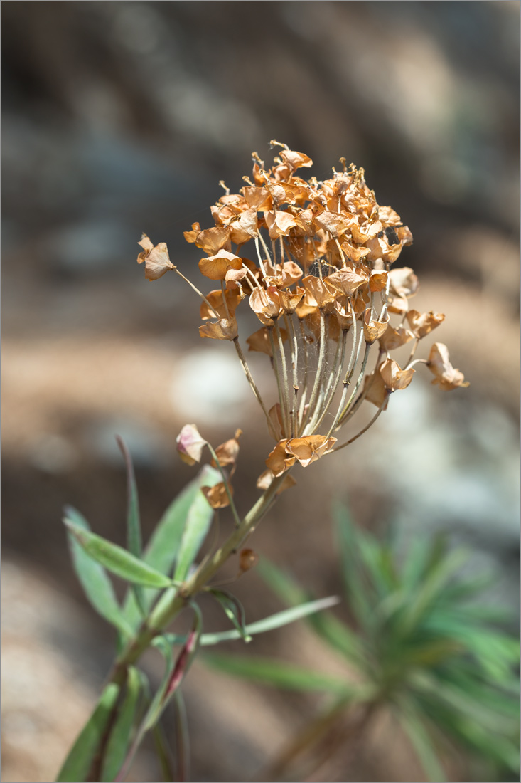 Image of genus Euphorbia specimen.