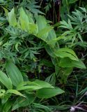 Polygonatum maximowiczii. Плодоносящее растение. Сахалин, Холмский гор. округ, окр. мыса Слепиковского, подножие лугового склона. 26.08.2023.