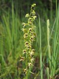 Epipactis helleborine