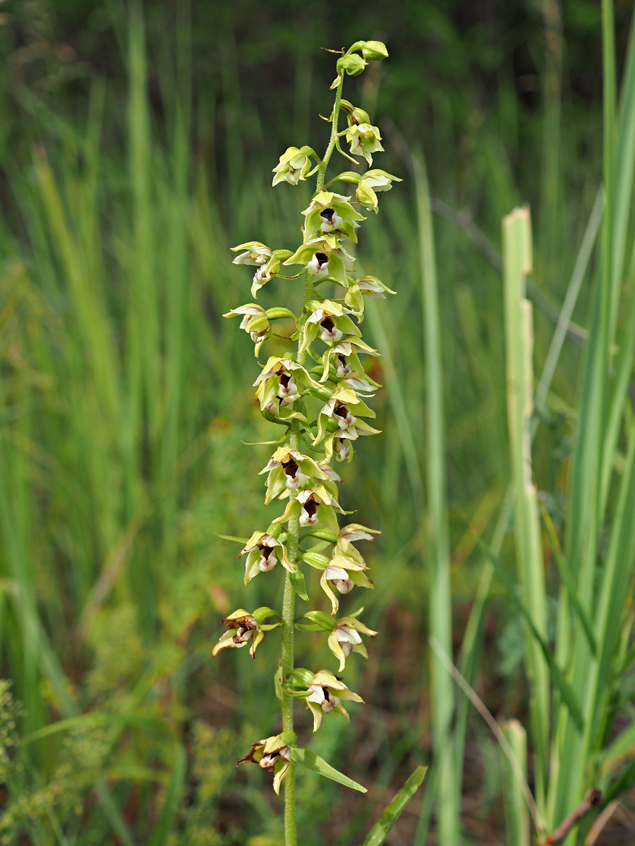 Изображение особи Epipactis helleborine.