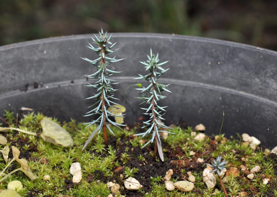 Изображение особи Juniperus sibirica.