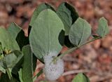 Lathyrus japonicus ssp. pubescens