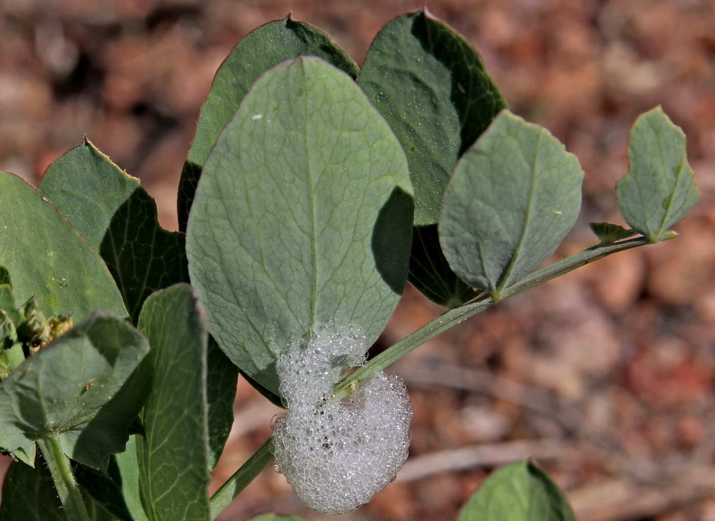 Изображение особи Lathyrus japonicus ssp. pubescens.