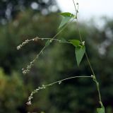 Fallopia convolvulus. Часть цветущего и плодоносящего растения. Белоруссия, Витебская обл., пос. Езерище. 23.08.2010.