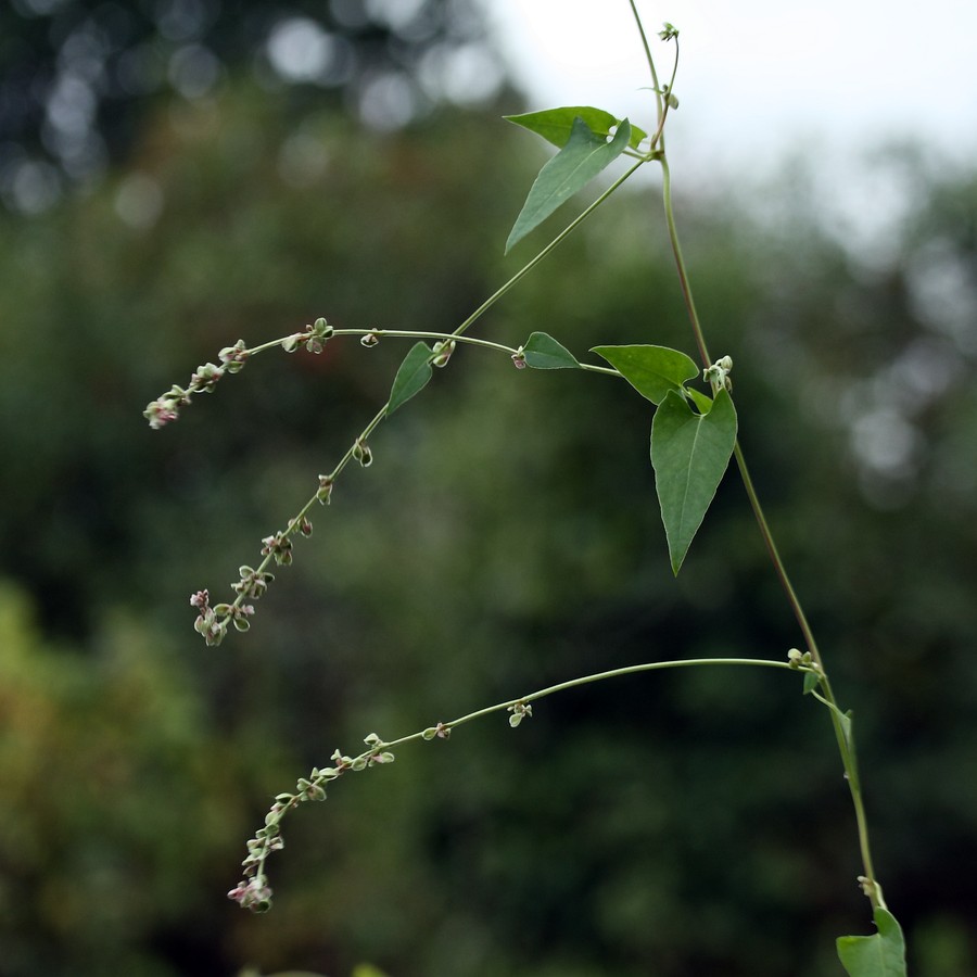 Изображение особи Fallopia convolvulus.