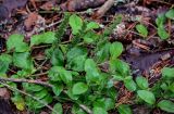 Veronica officinalis. Верхушка плодоносящего растения. Вологодская обл., Сокольский р-н, Оларевская гряда, смешанный лес. 13.07.2024.