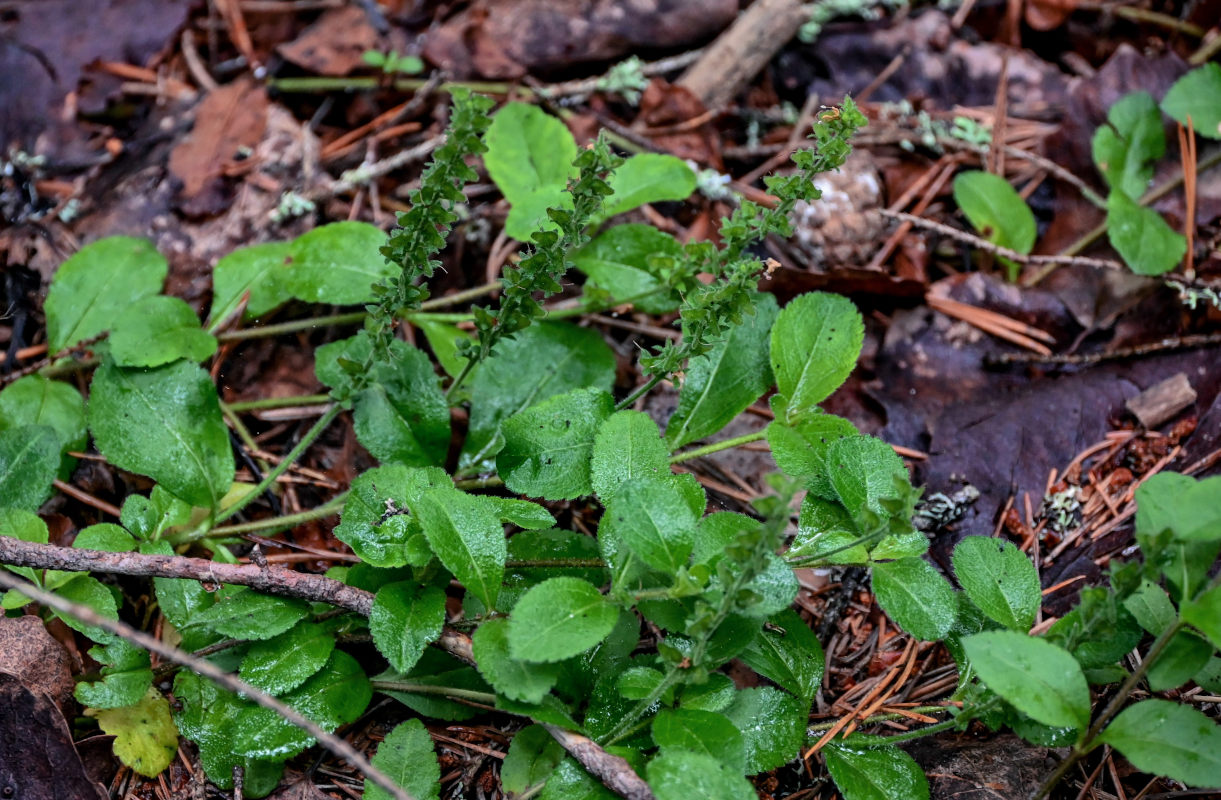 Изображение особи Veronica officinalis.