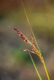 Sorghum halepense