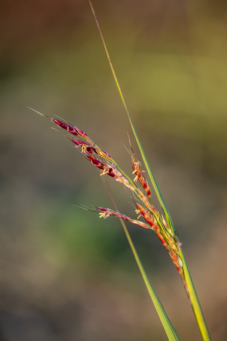 Image of Sorghum halepense specimen.