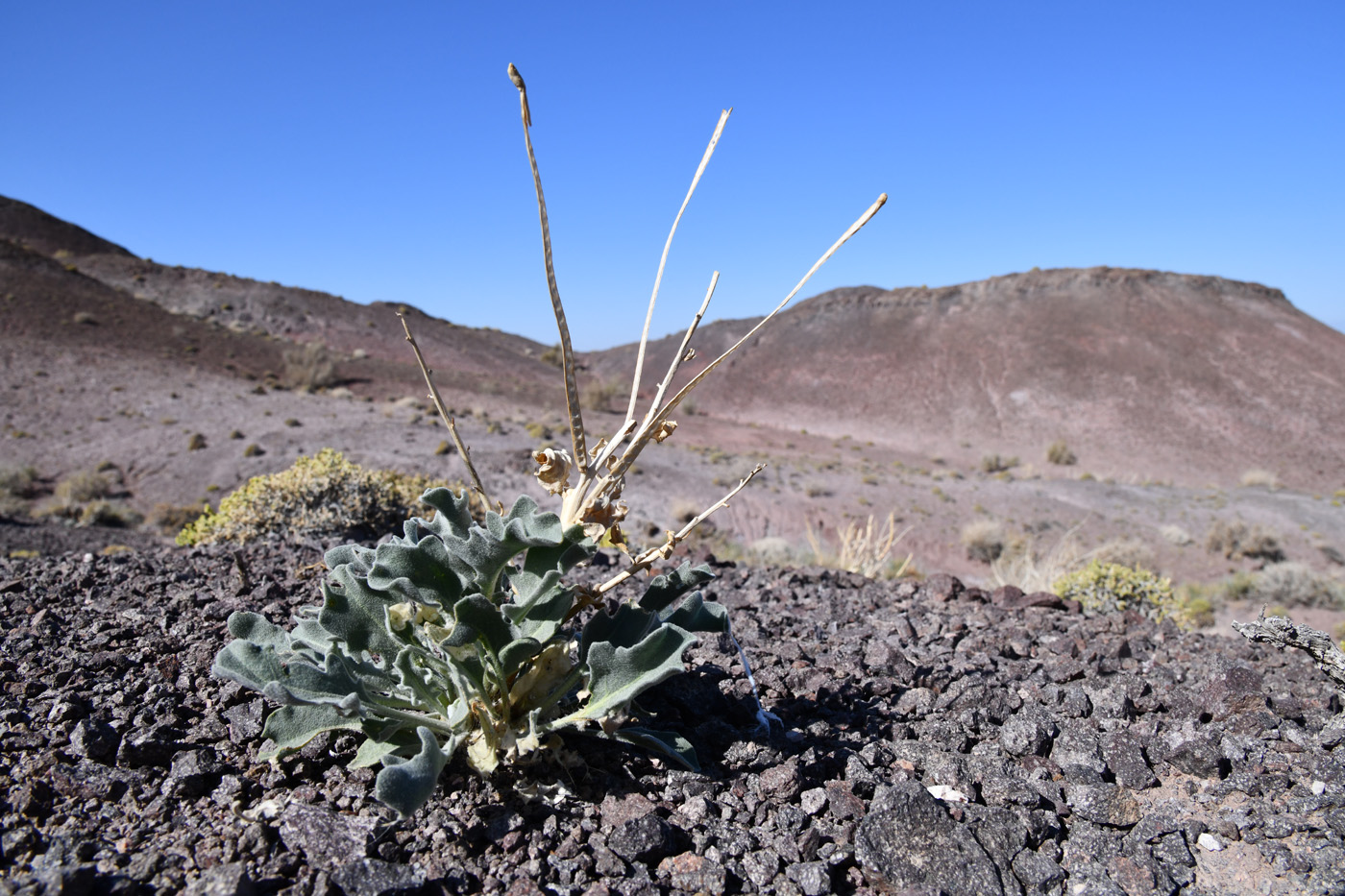 Image of Matthiola tatarica specimen.