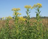 Senecio sarracenicus. Верхние части цветущих растений. Ульяновская обл., Мелекесский р-н, пойма р. Бирля, берег старицы, заросшей тростником. 12.08.2023.