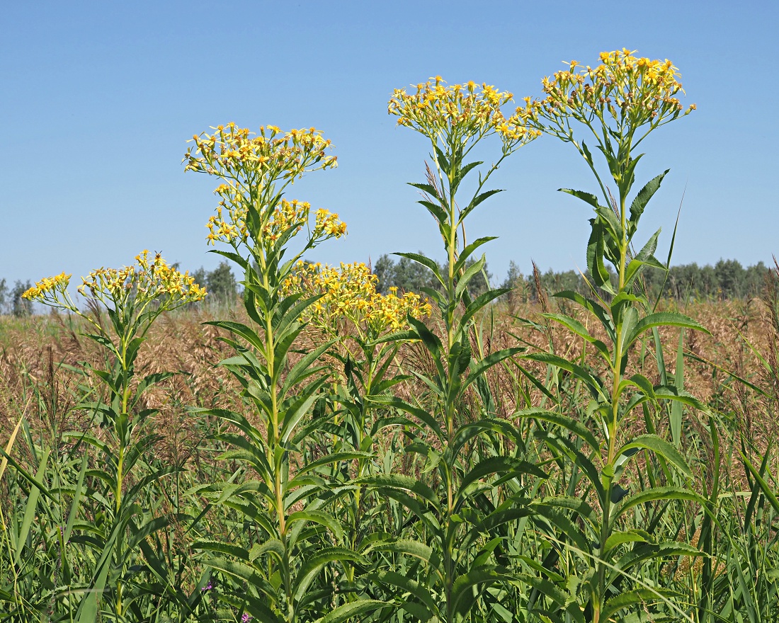 Image of Senecio sarracenicus specimen.