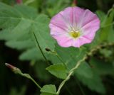 Convolvulus arvensis. Цветок и бутон. Пермский край, г. Пермь, Кировский р-н, разнотравный луг. 27.07.2024.