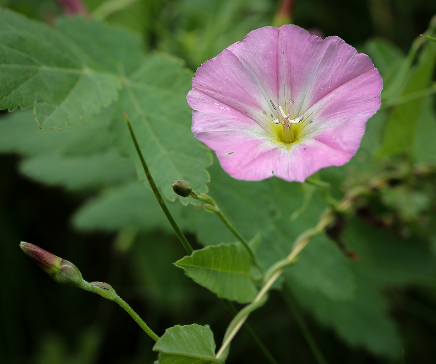 Image of Convolvulus arvensis specimen.