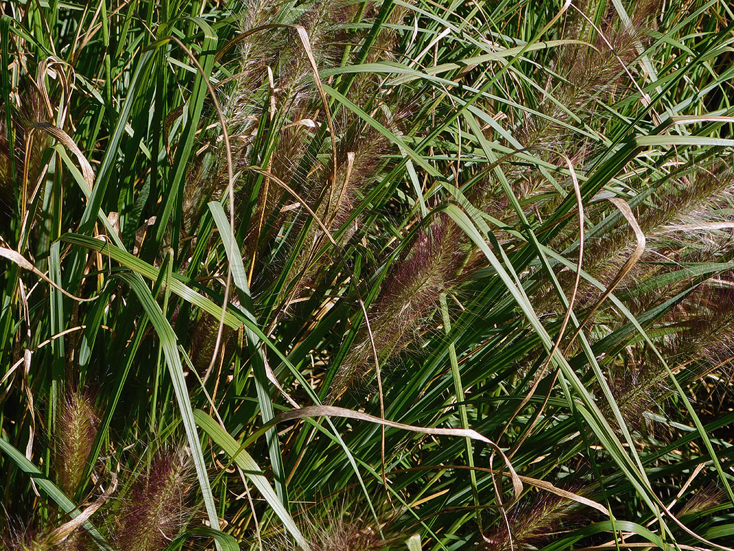 Изображение особи Pennisetum alopecuroides.