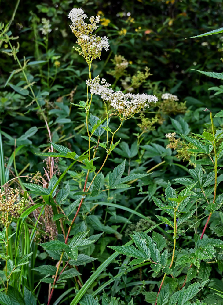 Image of Filipendula ulmaria specimen.