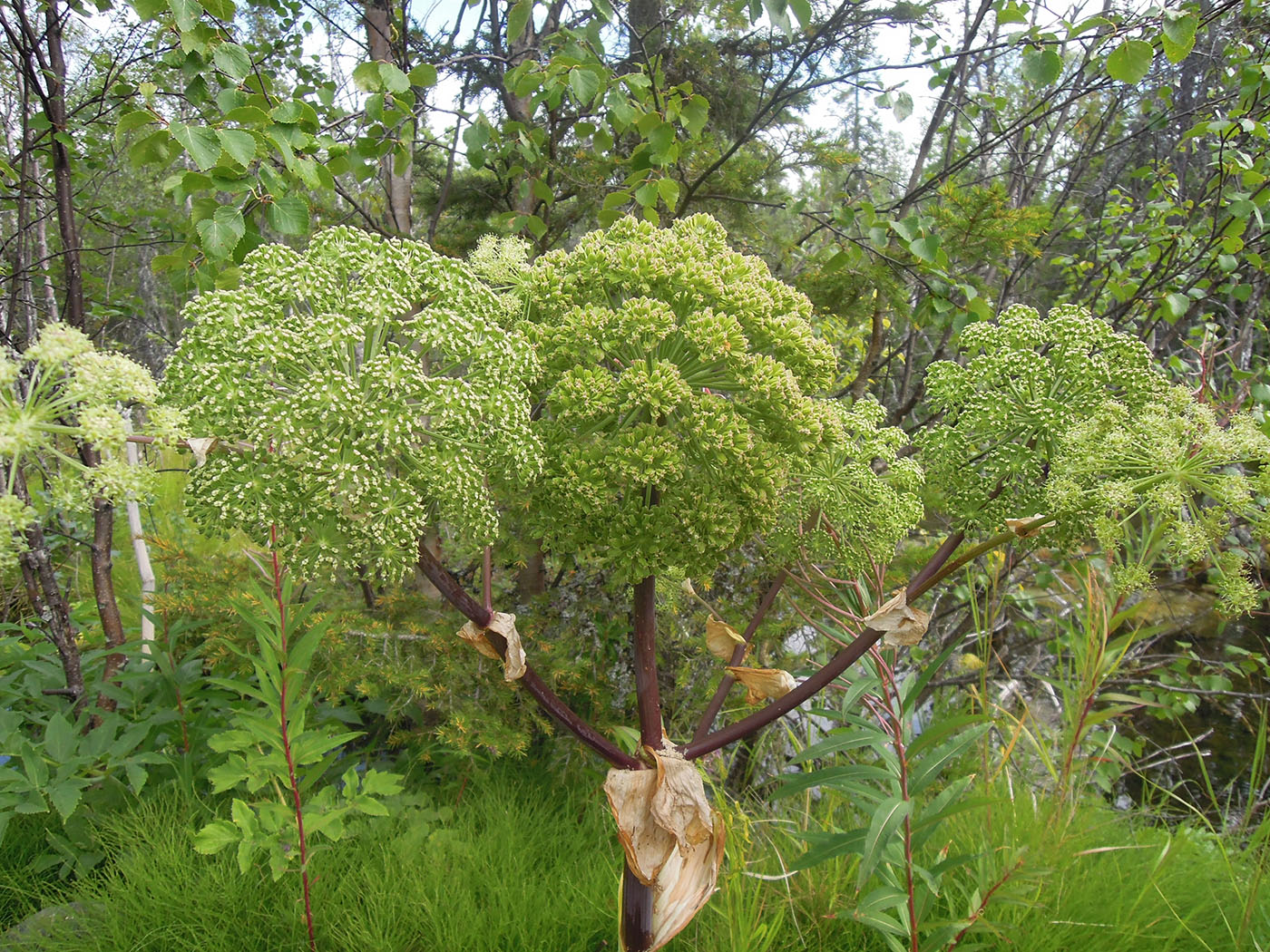 Изображение особи Archangelica officinalis.