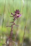 Pedicularis palustris. Верхушка цветущего растения. Карелия, восточный берег оз. Топозеро, низинное болото у границы с песчаным пляжем. 03.07.2024.