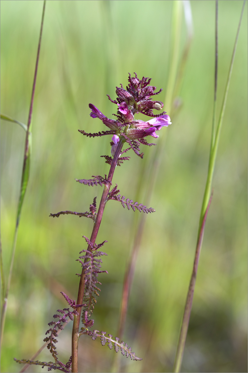 Image of Pedicularis palustris specimen.