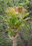 genus Aralia