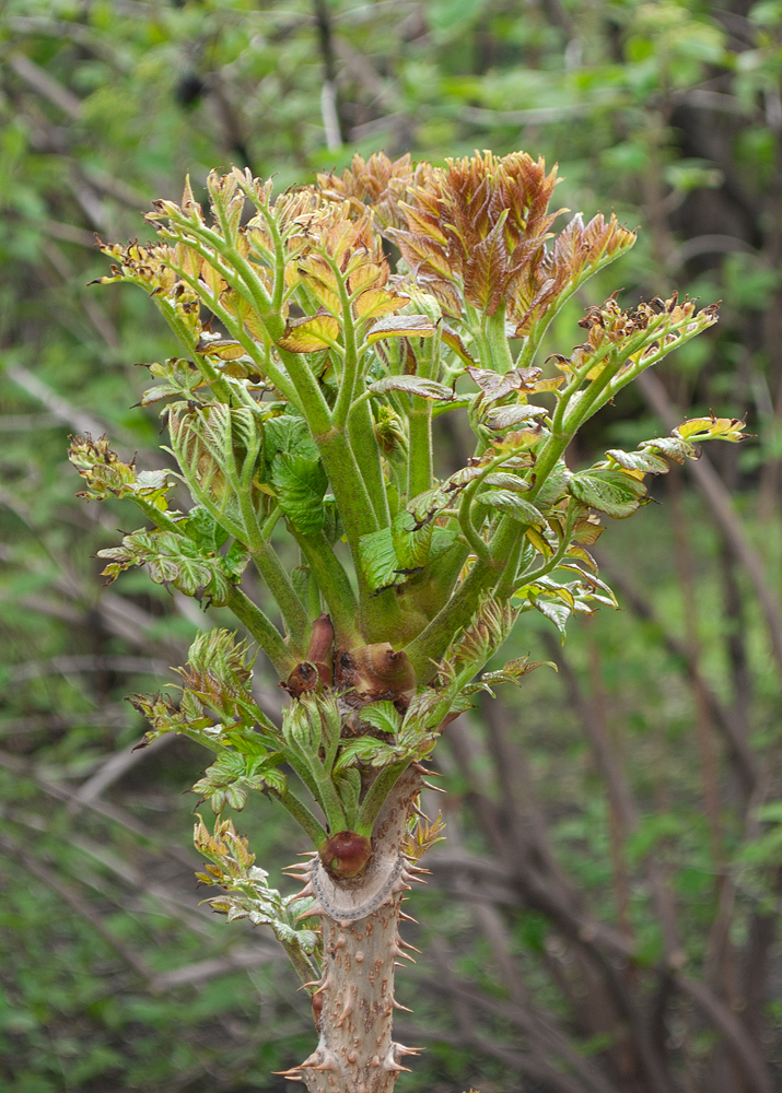 Изображение особи род Aralia.