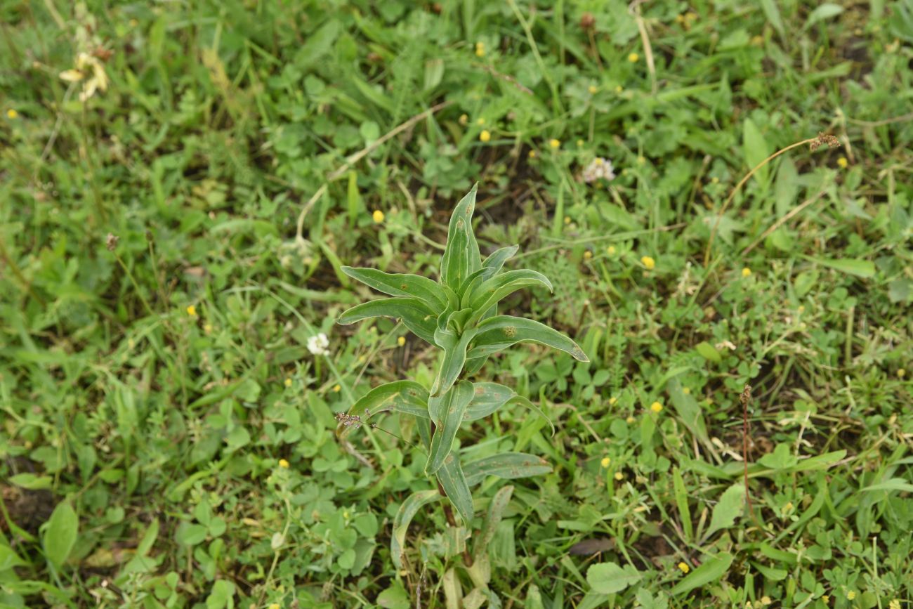 Изображение особи Gentiana cruciata.