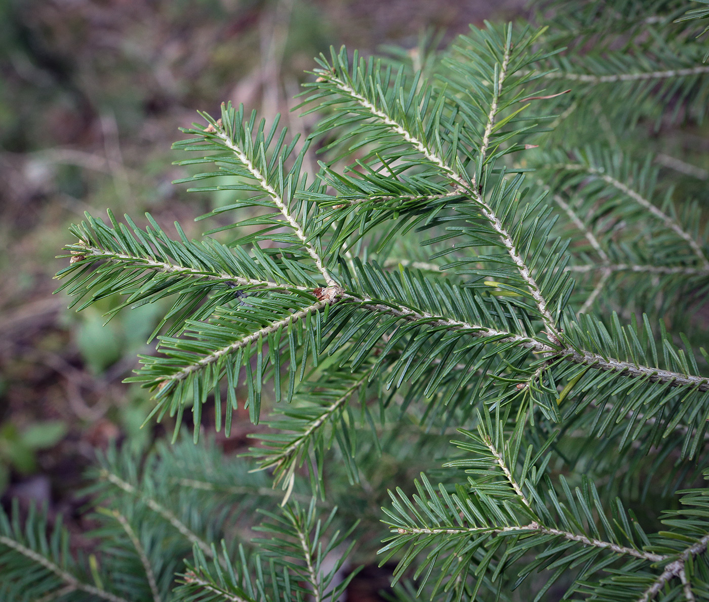Image of Abies sibirica specimen.