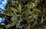 View full-size image Sequoia sempervirens